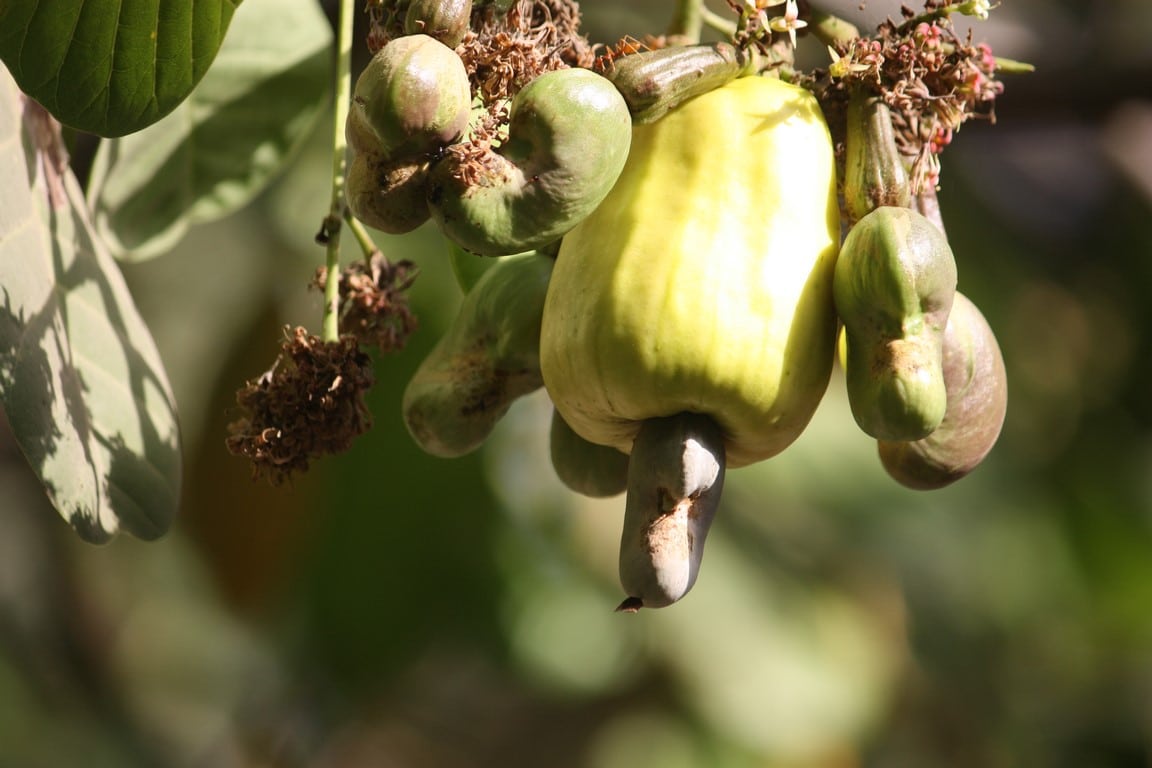 pomme et noix de cajou en fleur pomme et noix de cajou en fleur