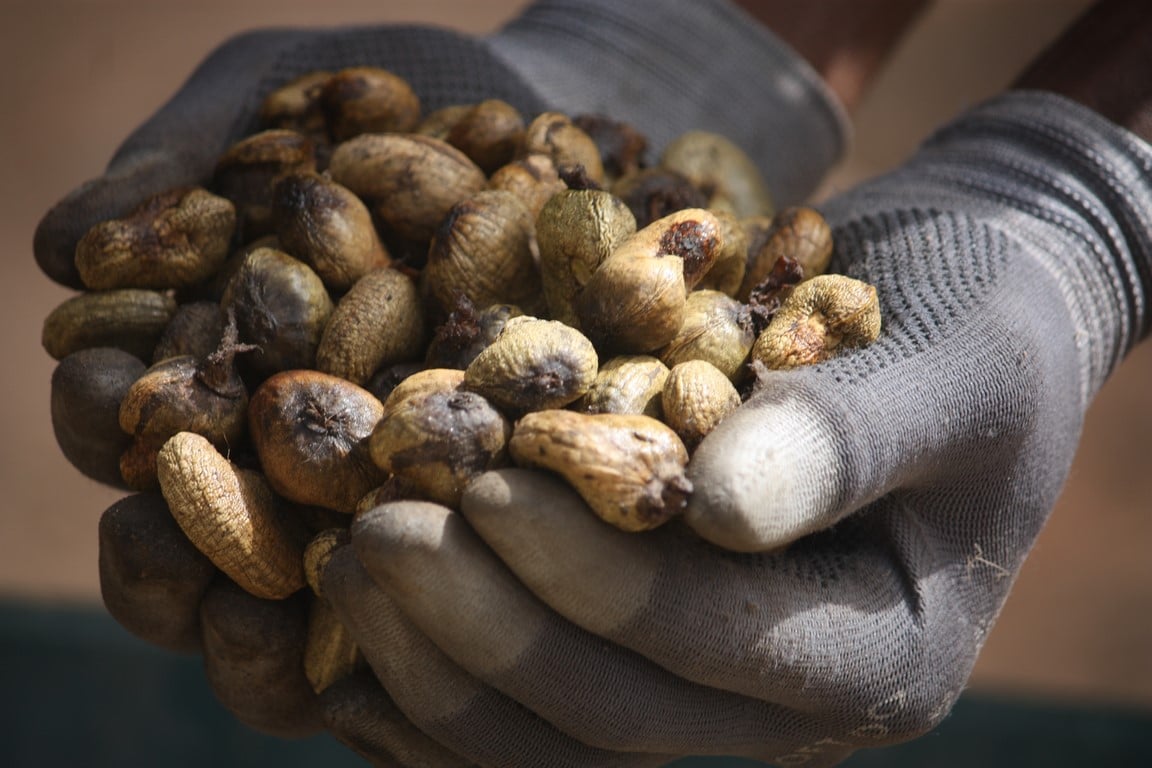 Noix de Cajou Brute après cuisson