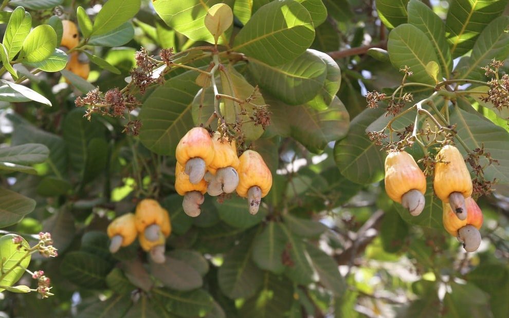 Noix de Cajou sur Arbre